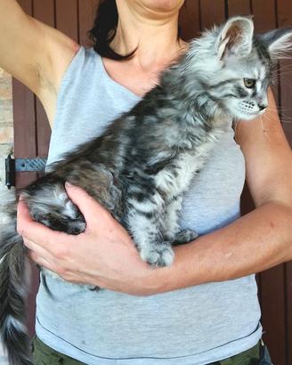 cucciole di Maine Coon  linea russa