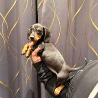 Cuccioli di bassotto nero focato