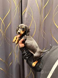 Cuccioli di bassotto nero focato