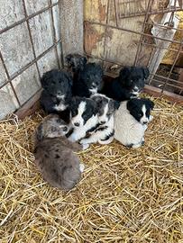 Cuccioli di cani maremmano per australiano