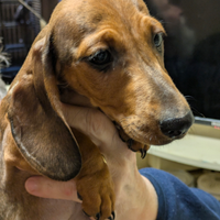 Bassotti nani femmine tigrati