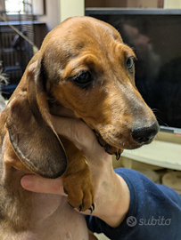 Bassotti nani femmine tigrati