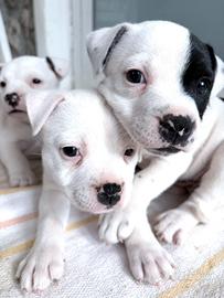 Stafford shire bull terrier