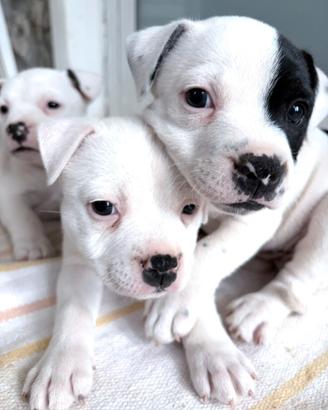 Stafford shire bull terrier