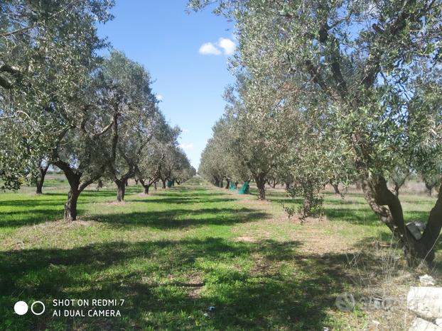 Terreno agricolo