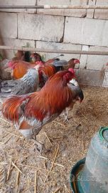Galline araucane e altro
