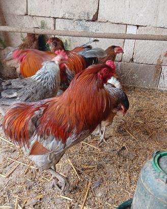 Galline araucane e altro