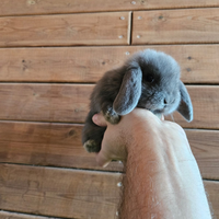 Conigli nani ariete - minilop varie colorazioni