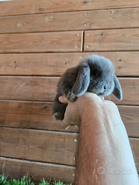 Conigli nani ariete - minilop varie colorazioni