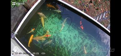 Carpe koi