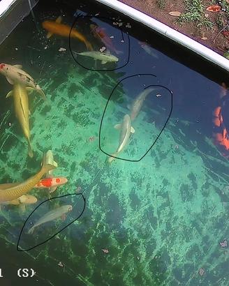 Carpe koi