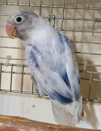 Inseparabile personatus