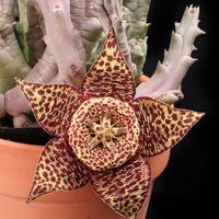 Orbea variegata 
