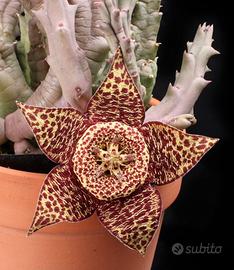 Orbea variegata 