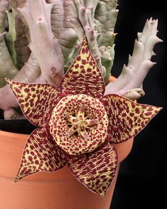 Orbea variegata 