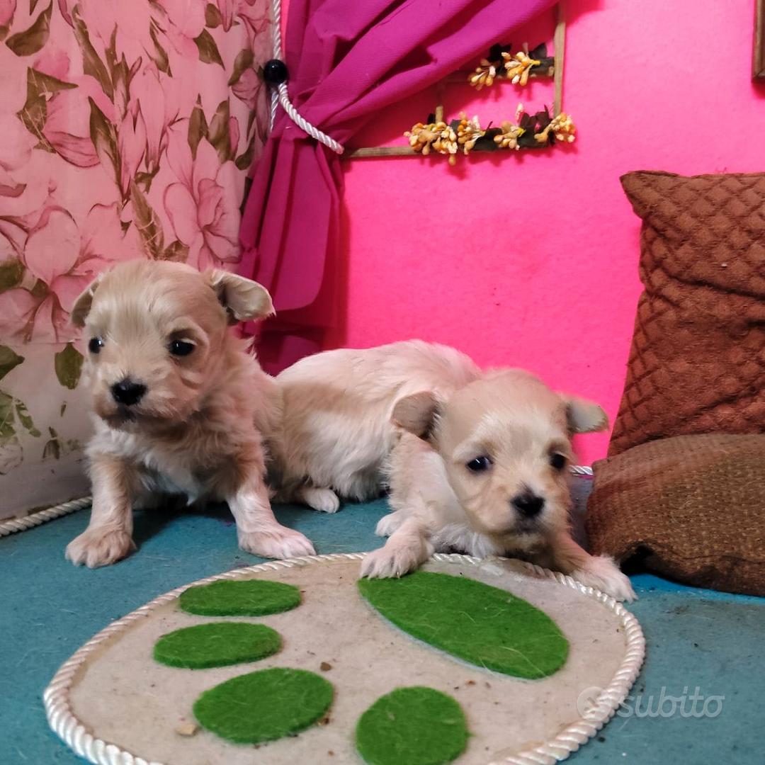 na. Mini MALTIPOO con Garanzia Allevamento - Animali In vendita a Napoli