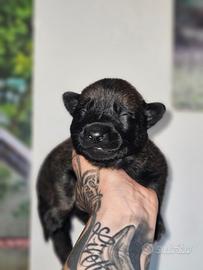 Cuccioli Pastore Belga Malinois