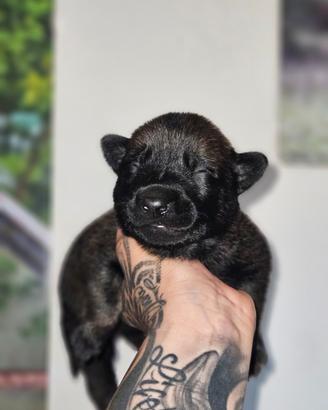 Cuccioli Pastore Belga Malinois