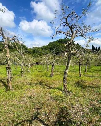 Terreno di 2000 m² a Pieve Santo Stefano