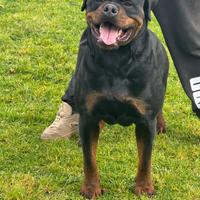 Rottweiler disponibile per monte accoppiamento