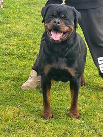 Rottweiler disponibile per monte accoppiamento