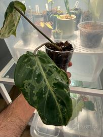 Philodendron Gloriosum snow leopard talea