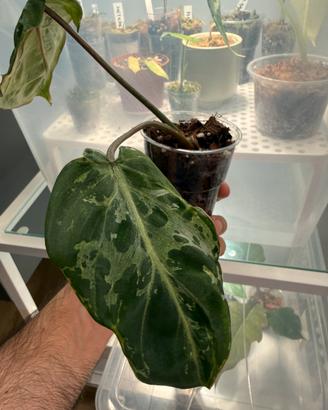 Philodendron Gloriosum snow leopard talea