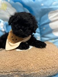 Maltipoo nero