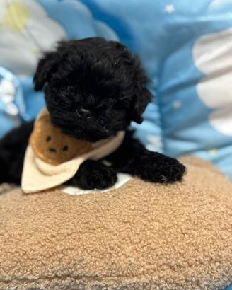 Maltipoo nero
