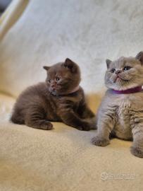 Cuccioli British /scottish