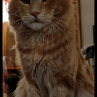 Maine Coon aspetta la sua fidanzata