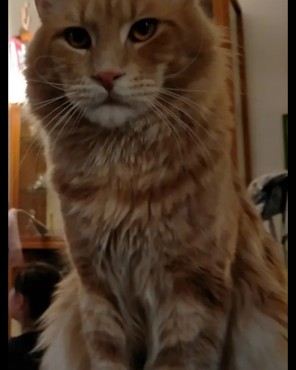 Maine Coon aspetta la sua fidanzata