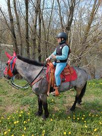 Cavallo in fida