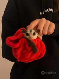 Petauro dello zucchero