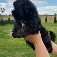 Cuccioli bichon havanese con pedigree