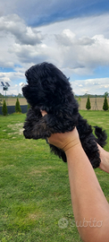 Cuccioli bichon havanese con pedigree