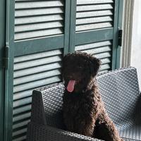 Lagotto/barboncino per monta