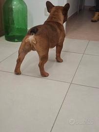 Bouledogue francese