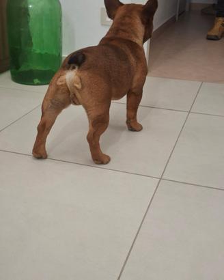 Bouledogue francese