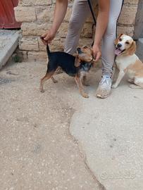 Cani da caccia Beagle x cerniaco