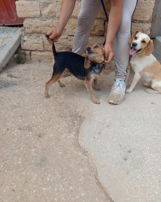 Cani da caccia Beagle x cerniaco
