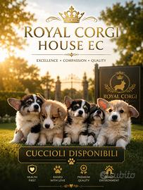 Cuccioli Welsh Corgi Pembroke