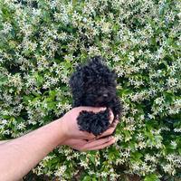 Barboncini minitoy Total black