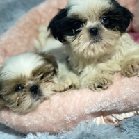 Shitzu cuccioli maschio e femmina