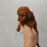 Barboncino teacup mini toy