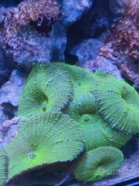 Actinodiscus verde