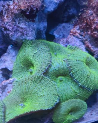 Actinodiscus verde