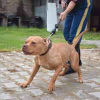 Pitbull in adozione