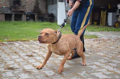 Pitbull in adozione