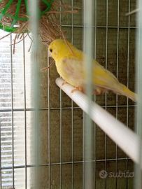 Canarini